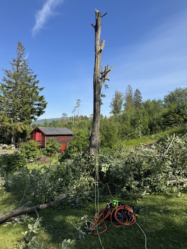 Arbeid med trefelling og rydding i utemiljø