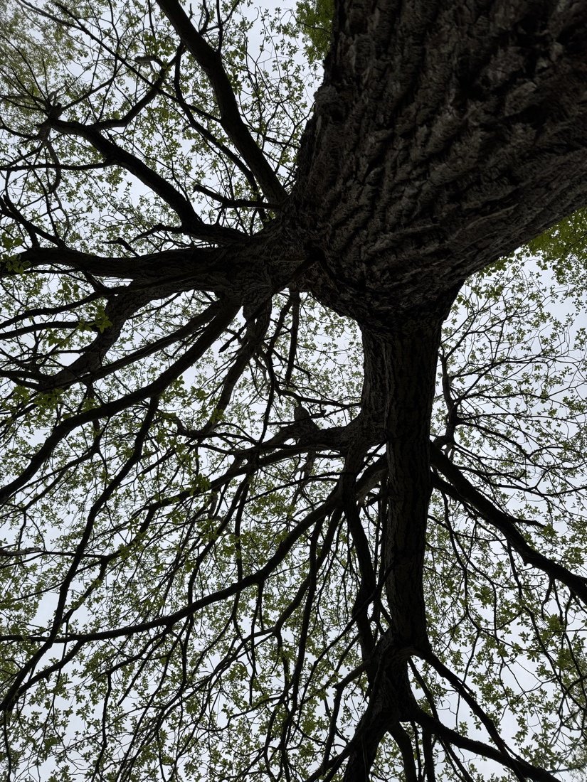 Trefelling i skogsmiljø