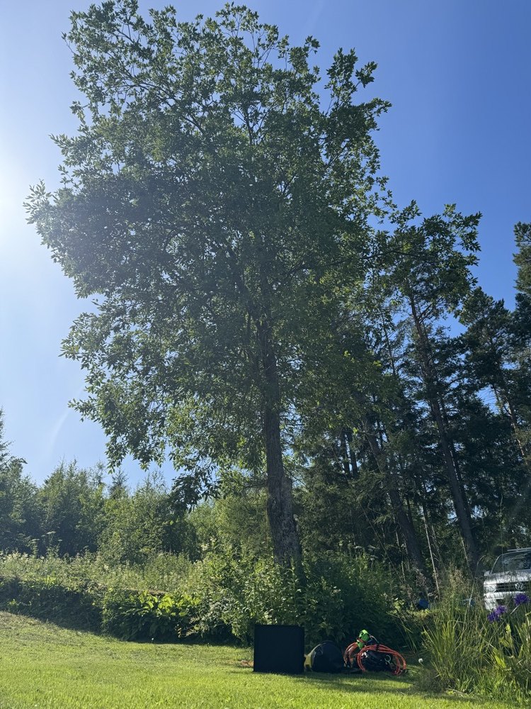 Høyt tre før trefelling i hageområde
